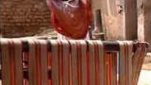 Desi Village Bhabi Takes a Nude Bath