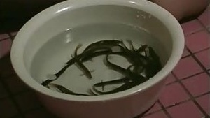 BDSM Age for Chubby Japanese 2