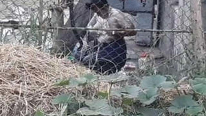 Desi Bhabhi Banho